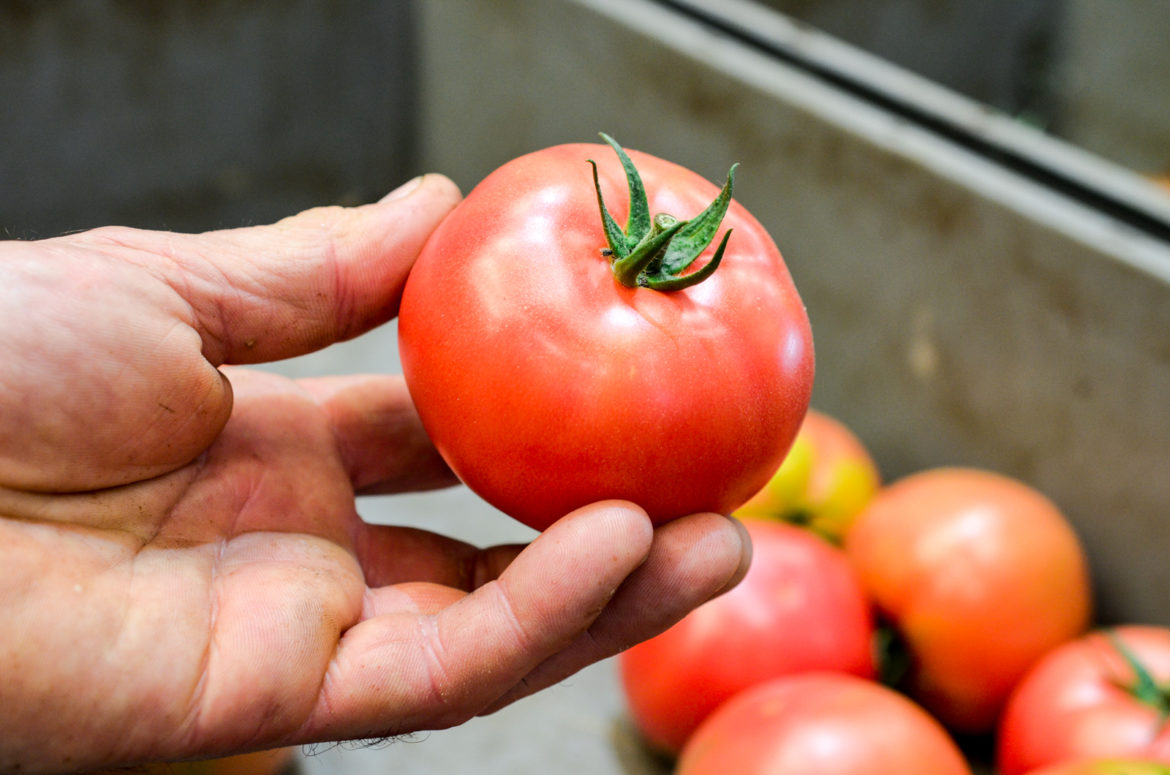 Prince Bretagne Tomates 29 Prince Bretagne Tomates 29