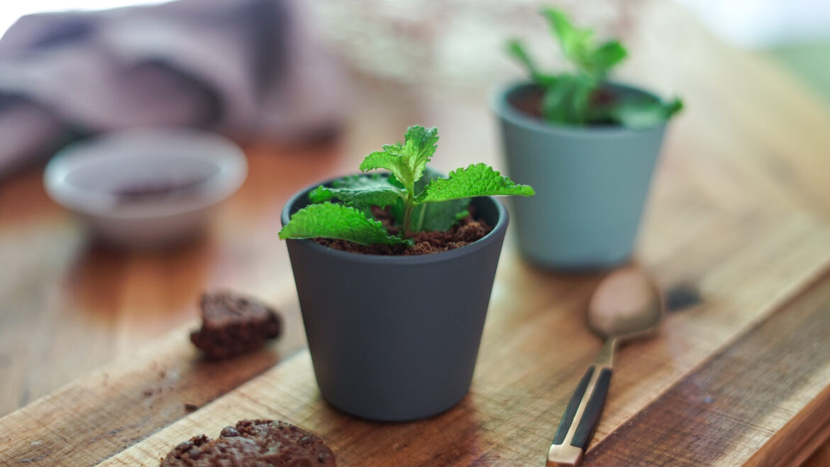 Recette Mousse Chocolat Pot Fleurs 56 Recette Mousse Chocolat Pot Fleurs 56